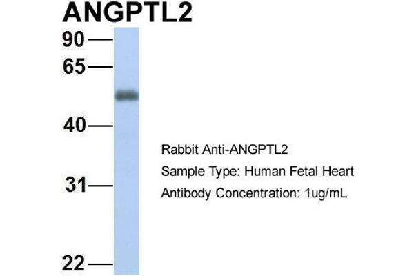 anti-Angiopoietin-Like 2 (ANGPTL2) (N-Term) antibody
