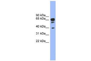 Image no. 1 for anti-Serotonin Receptor 5A (HTR5A) (N-Term) antibody (ABIN2777762)