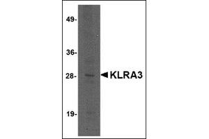 Image no. 1 for anti-Killer Cell Lectin-Like Receptor, Subfamily A, Member 3 (Klra3) (C-Term) antibody (ABIN500132)