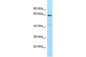 anti-Syntaxin Binding Protein 4 (STXBP4) (N-Term) antibody