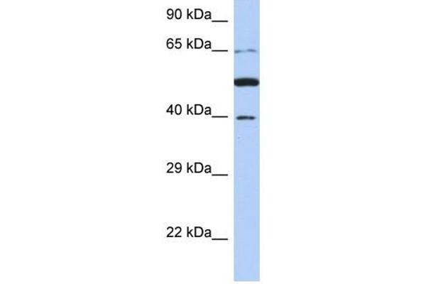 anti-Paraneoplastic Antigen MA3 (PNMA3) (N-Term) antibody