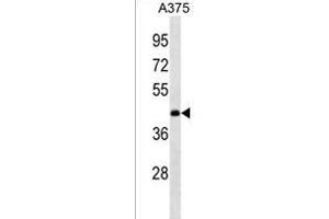 ANKRD63 Antibody (Center) (ABIN1538130 and ABIN2838160) western blot analysis in  cell line lysates (35 μg/lane).