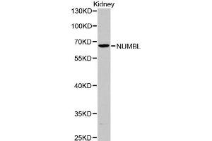 Image no. 1 for anti-Numb Homolog (Drosophila)-Like (NUMBL) antibody (ABIN1513290)