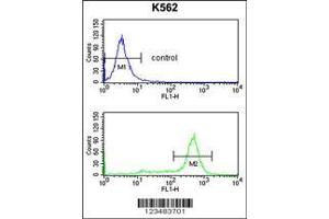 Image no. 3 for anti-Interleukin 1 Receptor Accessory Protein-Like 2 (IL1RAPL2) (AA 372-401) antibody (ABIN652764)