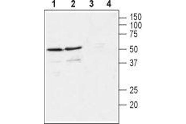 anti-GDNF Family Receptor alpha 4 (GFRA4) (AA 160-172), (Extracellular), (N-Term) antibody