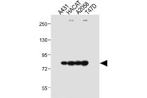 ALOXE3 Antikörper  (AA 223-252)