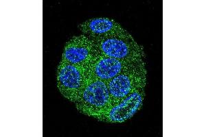 Confocal immunofluorescent analysis of FAT10 Antibody (C-term) (ABIN655263 and ABIN2837857) with HepG2 cell followed by Alexa Fluor 488-conjugated goat anti-rabbit lgG (green).
