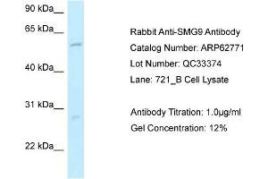 SMG9 抗体  (N-Term)