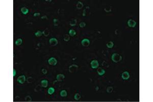 Image no. 3 for anti-CASP8 Associated Protein 2 (CASP8AP2) (C-Term) antibody (ABIN6655104)