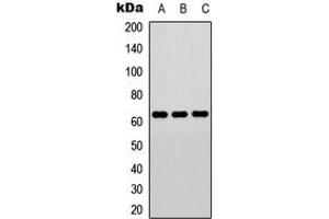 Image no. 1 for anti-ELK1, Member of ETS Oncogene Family (ELK1) (C-Term), (pThr417) antibody (KLH) (ABIN2972905)