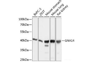 Western blot analysis of extracts of various cell lines using GNA14 Polyclonal Antibody at dilution of 1:1000.