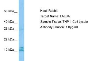 Image no. 1 for anti-Lactalbumin, alpha- (LALBA) (N-Term) antibody (ABIN2774416)