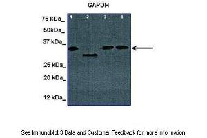 Image no. 5 for anti-Glyceraldehyde-3-Phosphate Dehydrogenase (GAPDH) (N-Term) antibody (ABIN2778645)