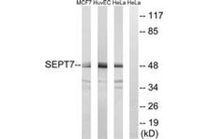 Image no. 1 for anti-Septin 7 (SEPT7) (AA 350-399) antibody (ABIN1535328)