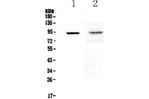 Image no. 1 for anti-Toll-Like Receptor 1 (TLR1) (AA 350-404) antibody (ABIN5693146)