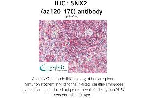 Image no. 2 for anti-Sorting Nexin 2 (SNX2) (AA 120-170) antibody (ABIN1739489)