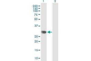 Image no. 1 for anti-RPA Interacting Protein (RPAIN) (AA 1-219) antibody (ABIN529629)
