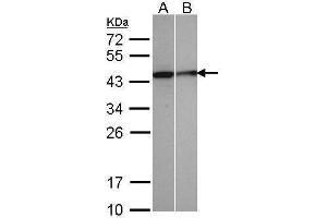 Image no. 1 for anti-Selenophosphate Synthetase 1 (SEPHS1) (Center) antibody (ABIN2856508)