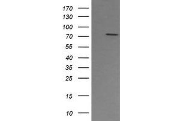 PAD4 anticorps  (AA 299-588)