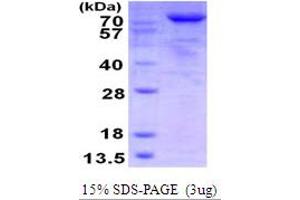 Image no. 1 for threonyl-tRNA Synthetase (TARS) (AA 1-723) protein (His tag) (ABIN668025)