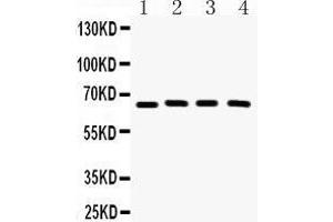 Image no. 3 for anti-Cryptochrome 2 (Photolyase-Like) (CRY2) (AA 171-200), (N-Term) antibody (ABIN3042760)