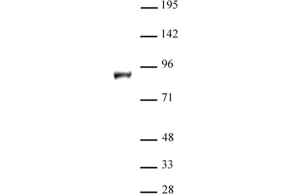KDM1B Antikörper  (N-Term)