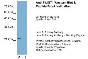 Image no. 2 for anti-Twist Homolog 1 (Drosophila) (TWIST1) (C-Term) antibody (ABIN2780347)