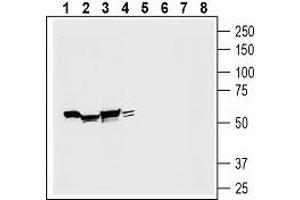 Western blot analysis of rat kidney membranes (lanes 1 and 5), mouse heart lysate (lanes 2 and 6), mouse brain lysate (lanes 3 and 7) and rat tongue lysate (lanes 4 and 8): - 1-4.