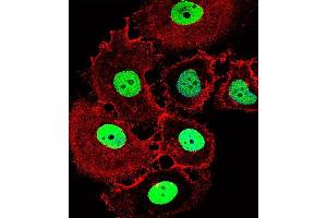 Image no. 2 for anti-Homeobox C10 (HOXC10) (AA 152-179) antibody (ABIN1537883)