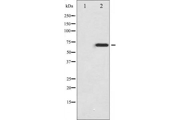 Merlin anticorps  (pSer518)
