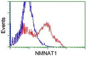 Image no. 1 for anti-Nicotinamide Nucleotide Adenylyltransferase 1 (NMNAT1) antibody (ABIN2727412)