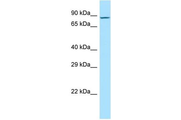 MDGA2 antibody  (C-Term)
