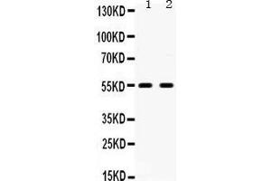 Image no. 1 for anti-Serotonin Receptor 2B (HTR2B) (AA 446-478), (C-Term) antibody (ABIN3042730)