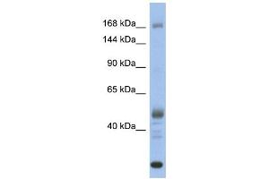 Image no. 1 for anti-Chromodomain Helicase DNA Binding Protein 1 (CHD1) (Middle Region) antibody (ABIN2775751)
