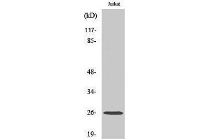 Image no. 1 for anti-Fms-Related tyrosine Kinase 3 Ligand (FLT3LG) (C-Term) antibody (ABIN3184642)