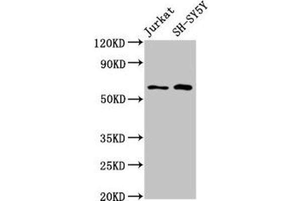 BORA anticorps  (AA 178-312)