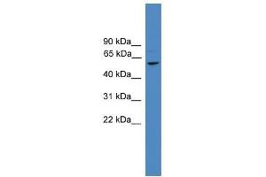 Image no. 1 for anti-F-Box and Leucine-Rich Repeat Protein 16 (FBXL16) (N-Term) antibody (ABIN928675)