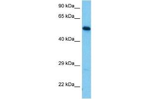 Image no. 5 for anti-Nucleobindin 2 (NUCB2) (Middle Region) antibody (ABIN2774832)