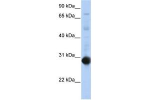 Image no. 1 for anti-Nuclear Receptor Subfamily 0, Group B, Member 2 (NR0B2) (Middle Region) antibody (ABIN2782296)