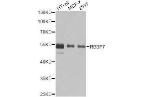 Image no. 2 for anti-Retinoblastoma Binding Protein 7 (RBBP7) antibody (ABIN6146745)