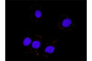 Proximity Ligation Assay (PLA) image for RXRA & ZBTB16 Protein Protein Interaction Antibody Pair (ABIN1340203)