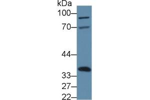 Image no. 1 for anti-Annexin A4 (ANXA4) (AA 151-313) antibody (ABIN1858030)