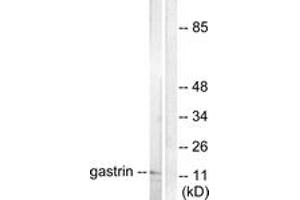 Image no. 1 for anti-Gastrin (GAST) (AA 52-101) antibody (ABIN1533286)