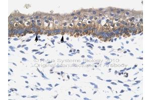SOX10 antibody  (Middle Region)