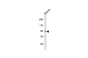 Anti-GSN Antibody (N-term)at 1:1000 dilution + Ramos whole cell lysates Lysates/proteins at 20 μg per lane.