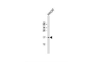 Image no. 2 for anti-NOTCH-Regulated Ankyrin Repeat Protein (NRARP) (AA 56-83) antibody (ABIN657561)