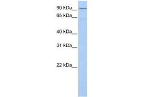 Image no. 1 for anti-Leucine-Zipper-Like Transcription Regulator 1 (LZTR1) (N-Term) antibody (ABIN927741)