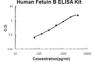 Image no. 1 for Fetuin B (FETUB) ELISA Kit (ABIN5510663)