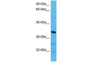 Image no. 2 for anti-Methyl-CpG Binding Domain Protein 3 (MBD3) (N-Term) antibody (ABIN2778641)