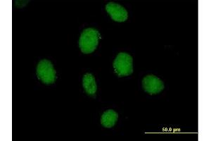Image no. 2 for anti-CWC27 Spliceosome-Associated Protein Homolog (Cwc27) (AA 1-291) antibody (ABIN523691)